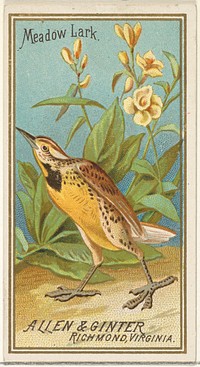 Meadow Lark, from the Birds of America series (N4) for Allen & Ginter Cigarettes Brands issued by Allen & Ginter 