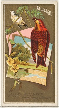 Crossbill, from the Birds of America series (N4) for Allen & Ginter Cigarettes Brands issued by Allen & Ginter 