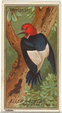 Woodpecker, from the Birds of America series (N4) for Allen & Ginter Cigarettes Brands