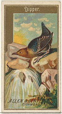 Dipper, from the Birds of America series (N4) for Allen & Ginter Cigarettes Brands issued by Allen & Ginter 