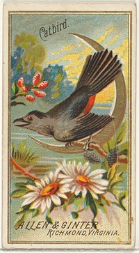 Catbird, from the Birds of America series (N4) for Allen & Ginter Cigarettes Brands issued by Allen & Ginter 