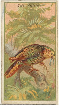 Owl Parrot, from the Birds of the Tropics series (N5) for Allen & Ginter Cigarettes Brands issued by Allen & Ginter, George S. Harris & Sons (lithographer)