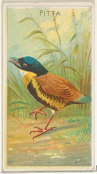 Pitta, from the Birds of the Tropics series (N5) for Allen & Ginter Cigarettes Brands issued by Allen & Ginter, George S. Harris & Sons (lithographer)