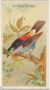 Paradise Tanager, from the Birds of the Tropics series (N5) for Allen & Ginter Cigarettes Brands