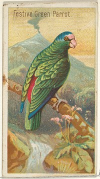 Festive Green Parrot, from the Birds of the Tropics series (N5) for Allen & Ginter Cigarettes Brands