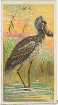 Shoe-Bill, from the Birds of the Tropics series (N5) for Allen & Ginter Cigarettes Brands issued by Allen & Ginter, George S. Harris & Sons (lithographer)