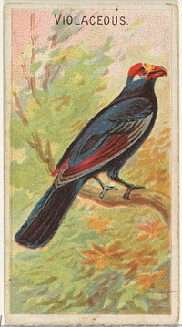 Violaceous, from the Birds of the Tropics series (N5) for Allen & Ginter Cigarettes Brands issued by Allen & Ginter, George S. Harris & Sons (lithographer)