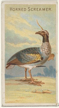 Horned Screamer, from the Birds of the Tropics series (N5) for Allen & Ginter Cigarettes Brands issued by Allen & Ginter, George S. Harris & Sons (lithographer)