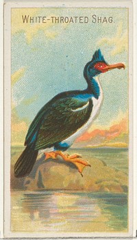 White-Throated Shag, from the Birds of the Tropics series (N5) for Allen & Ginter Cigarettes Brands issued by Allen & Ginter, George S. Harris & Sons (lithographer)