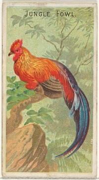 Jungle Fowl, from the Birds of the Tropics series (N5) for Allen & Ginter Cigarettes Brands