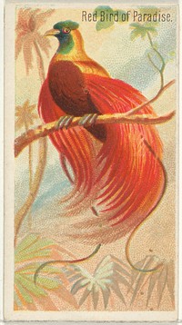 Red Bird of Paradise, from the Birds of the Tropics series (N5) for Allen & Ginter Cigarettes Brands