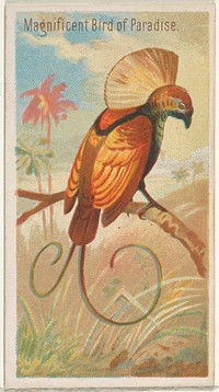 Magnificent Bird of Paradise, from the Birds of the Tropics series (N5) for Allen & Ginter Cigarettes Brands issued by Allen & Ginter, George S. Harris & Sons (lithographer)