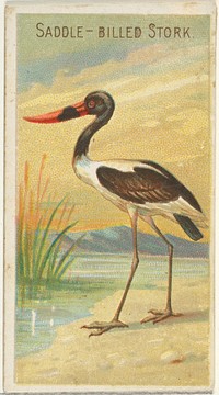 Saddle-Billed Stork, from the Birds of the Tropics series (N5) for Allen & Ginter Cigarettes Brands issued by Allen & Ginter, George S. Harris & Sons (lithographer)