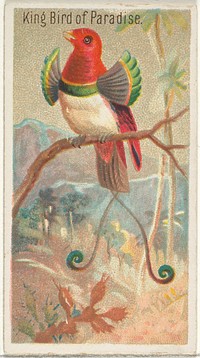 King Bird of Paradise, from the Birds of the Tropics series (N5) for Allen & Ginter Cigarettes Brands