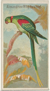 Alexandrine Ring Parakeet, from the Birds of the Tropics series (N5) for Allen & Ginter Cigarettes Brands