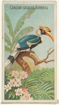 Concave-Casqued Hornbill, from the Birds of the Tropics series (N5) for Allen & Ginter Cigarettes Brands