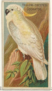 Yellow-Crested Cockatoo, from the Birds of the Tropics series (N5) for Allen & Ginter Cigarettes Brands