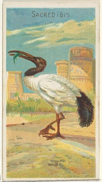 Sacred Ibis, from the Birds of the Tropics series (N5) for Allen & Ginter Cigarettes Brands issued by Allen & Ginter, George S. Harris & Sons (lithographer)