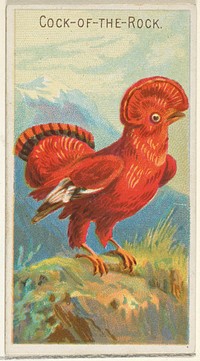 Cock-of-the-Rock, from the Birds of the Tropics series (N5) for Allen & Ginter Cigarettes Brands