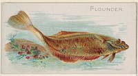 Flounder, from the Fish from American Waters series (N8) for Allen & Ginter Cigarettes Brands issued by Allen & Ginter 