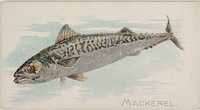 Mackerel, from the Fish from American Waters series (N8) for Allen & Ginter Cigarettes Brands issued by Allen & Ginter 