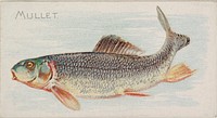 Mullet, from the Fish from American Waters series (N8) for Allen & Ginter Cigarettes Brands issued by Allen & Ginter 