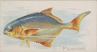 Pampano, from the Fish from American Waters series (N8) for Allen & Ginter Cigarettes Brands issued by Allen & Ginter 