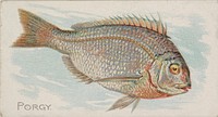 Porgy, from the Fish from American Waters series (N8) for Allen & Ginter Cigarettes Brands