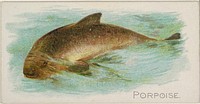 Porpoise, from the Fish from American Waters series (N8) for Allen & Ginter Cigarettes Brands issued by Allen & Ginter 