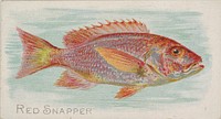 Red Snapper, from the Fish from American Waters series (N8) for Allen & Ginter Cigarettes Brands