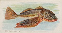 Sea Robin, from the Fish from American Waters series (N8) for Allen & Ginter Cigarettes Brands issued by Allen & Ginter 