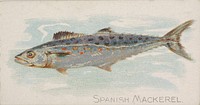 Spanish Mackerel, from the Fish from American Waters series (N8) for Allen & Ginter Cigarettes Brands issued by Allen & Ginter 