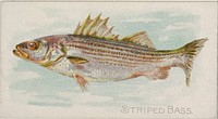 Striped Bass, from the Fish from American Waters series (N8) for Allen & Ginter Cigarettes Brands issued by Allen & Ginter 