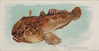 Toadfish, from the Fish from American Waters series (N8) for Allen & Ginter Cigarettes Brands issued by Allen & Ginter 