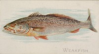 Weakfish, from the Fish from American Waters series (N8) for Allen & Ginter Cigarettes Brands issued by Allen & Ginter 