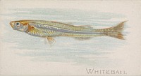 Whitebait, from the Fish from American Waters series (N8) for Allen & Ginter Cigarettes Brands issued by Allen & Ginter 