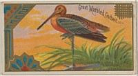 Great Marbled Godwit, from the Game Birds series (N13) for Allen & Ginter Cigarettes Brands issued by Allen & Ginter, George S. Harris & Sons (lithographer)