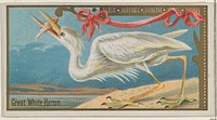 Great White Heron, from the Game Birds series (N13) for Allen & Ginter Cigarettes Brands, issued by Allen & Ginter