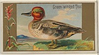 Green-winged Teal, from the Game Birds series (N13) for Allen & Ginter Cigarettes Brands issued by Allen & Ginter, George S. Harris & Sons (lithographer)