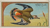 Kildeer Plover, from the Game Birds series (N13) for Allen & Ginter Cigarettes Brands