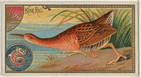 King Rail, from the Game Birds series (N13) for Allen & Ginter Cigarettes Brands