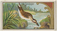 Little Sandpiper, from the Game Birds series (N13) for Allen & Ginter Cigarettes Brands issued by Allen & Ginter, George S. Harris & Sons (lithographer)