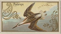 Phalarope, from the Game Birds series (N13) for Allen & Ginter Cigarettes Brands issued by Allen & Ginter, George S. Harris & Sons (lithographer)