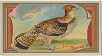 Pheasant, from the Game Birds series (N13) for Allen & Ginter Cigarettes Brands issued by Allen & Ginter, George S. Harris & Sons (lithographer)