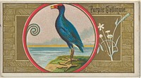 Purple Gallinule, from the Game Birds series (N13) for Allen & Ginter Cigarettes Brands issued by Allen & Ginter, George S. Harris & Sons (lithographer)