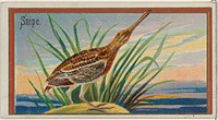 Snipe, from the Game Birds series (N13) for Allen & Ginter Cigarettes Brands issued by Allen & Ginter, George S. Harris & Sons (lithographer)