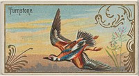 Turnstone, from the Game Birds series (N13) for Allen & Ginter Cigarettes Brands issued by Allen & Ginter, George S. Harris & Sons (lithographer)