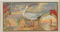 White Ibis, from the Game Birds series (N13) for Allen & Ginter Cigarettes Brands issued by Allen & Ginter, George S. Harris & Sons (lithographer)