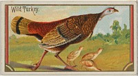 Wild Turkey, from the Game Birds series (N13) for Allen & Ginter Cigarettes Brands