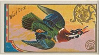 Wood Duck, from the Game Birds series (N13) for Allen & Ginter Cigarettes Brands